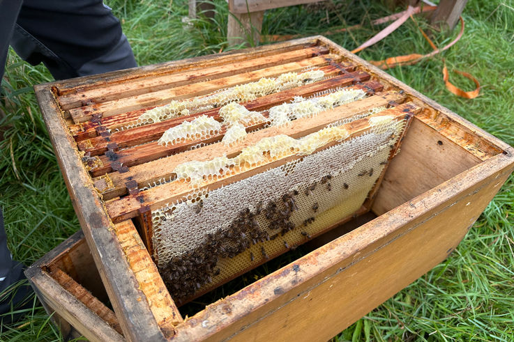 GEZE beehive